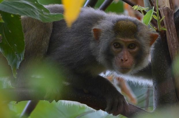 Un macaque à queue de cochon (nom scientifique: Macaca nemestrina) au Parc national de Kon Ka Kinh, dans la province de Gia Lai (Hauts Plateaux du Centre). Photo: VNA
