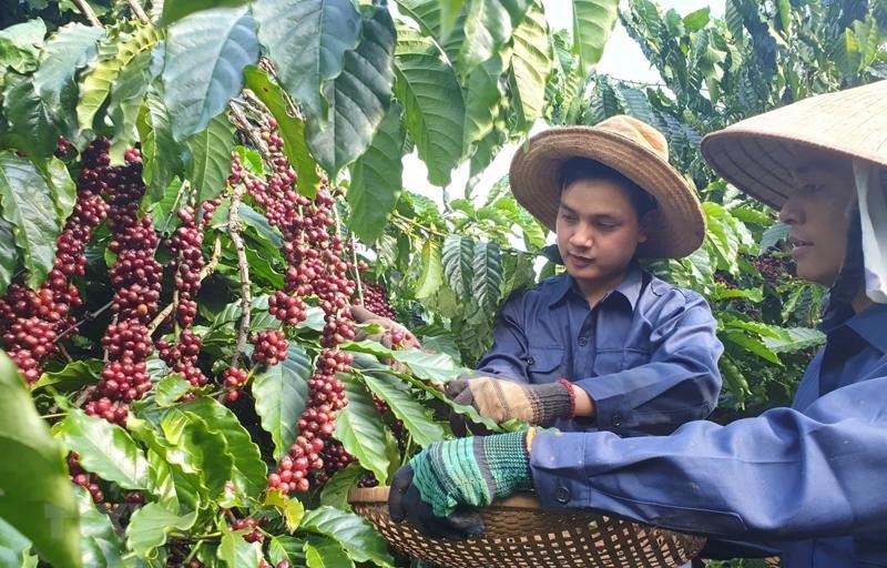 Le Vietnam continue d’être le deuxième exportateur de café au monde. Photo : VnEconomy.