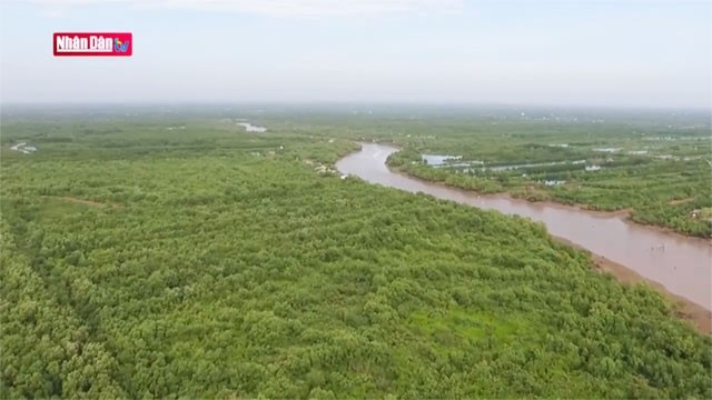 Tam Giang, le fleuve légendaire de Cà Mau