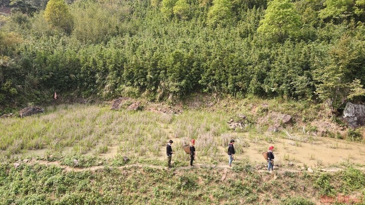 De mars à avril, les Dao se rendent dans les forêts pour cueillir les pousses de bambou.