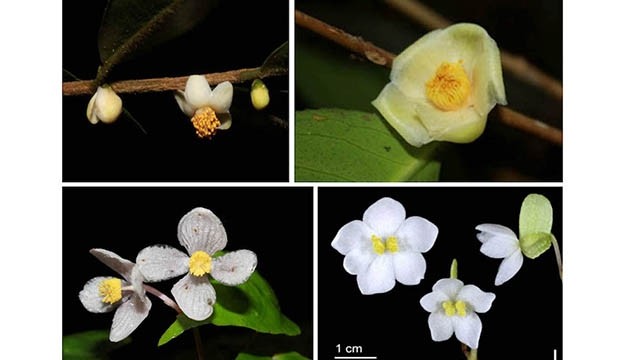 Quatre nouvelles espèces végétales trouvées au Parc national de Bidoup - Nui Bà. Photo : thanhnien.vn.