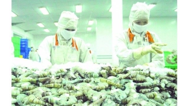 la transformation de crevettes pour l'exportation chez la compagnie Cafatex-Hâu Giang. Photo : VNA.