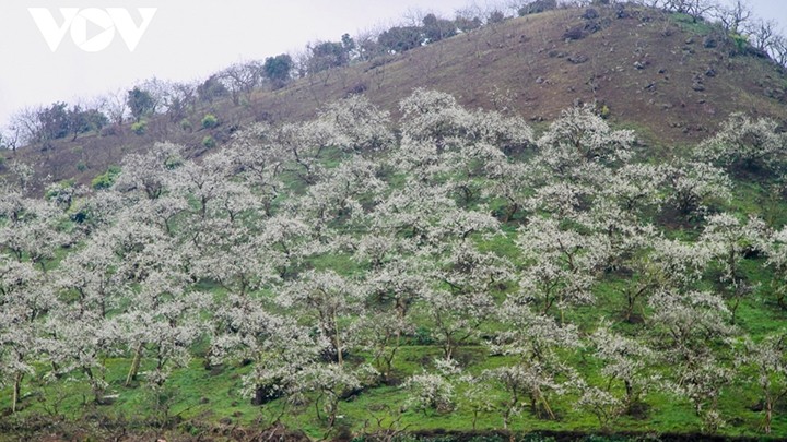 Chaque printemps, une couleur blanche recouvre les coteaux du plateau de Môc Châu. Photo : VOV.