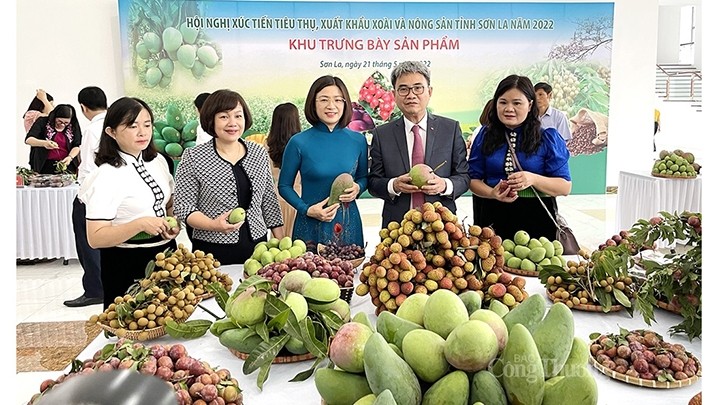 La province de Son La promeut les exportations de ses fruits. Photo : congthuong.vn