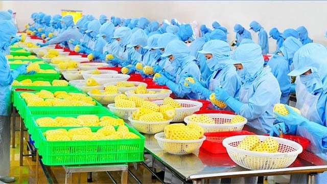  Le marché chinois augmente ses importations de fruits et légumes transformés en provenance du Vietnam. Photo : congthuong.vn