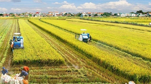 Le delta du Mékong développe un projet de riz de haute qualité d'un million d'hectares. Photo : VNA.