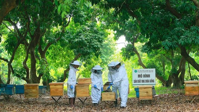 Le Centre d’études sur les abeilles et d’apiculture tropicale est le premier établissement du Vietnam menant des recherches sur l’apiculture. Photo: VNP
